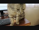 ねことairdrop