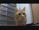 【再注】コイツは野良猫です