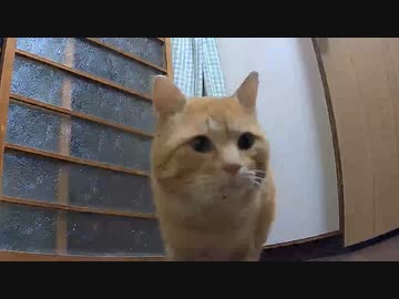 【再注】コイツは野良猫です