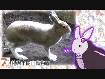 ゆかウサギ動物園　#10【札幌市円山動物園】