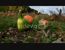 Different colours of pumpkins within 'The Pop Up Farm', St Albans, United Kingdom　細川康孝