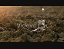 Waterdrops Falling On Soil Earth At Farm　細川康孝