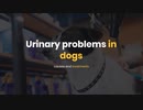 Urinary problems in dogs causes and treatments
