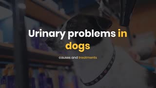 Urinary problems in dogs causes and treatments