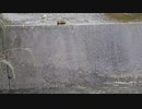その時、母のがんばりが赤ちゃんたちに勇気を与えた【カモの引っ越し】