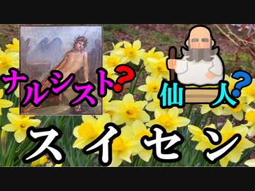 【ゆっくり解説】「ナルシスト」の語源　スイセンを解説