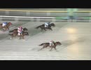 2023年2月9日船橋競馬11R 駿麗賞(OP) スマートセラヴィー