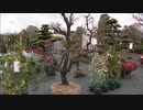 １０００種類、１０万本の植木・苗木を展示販売　２月２８日まで開催　福岡・久留米市