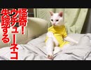 ウチューネコ、忽然と失踪する