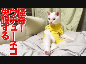 ウチューネコ、忽然と失踪する