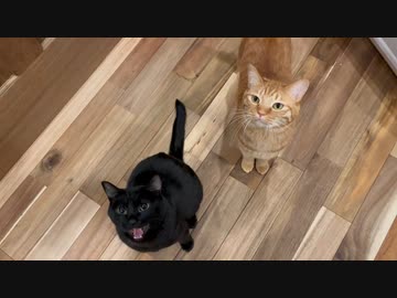 猫「毎日がエブリデイ」