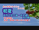【花の名前を知りたい】 2023_初夏・近所の空き地_あぜ道_河川敷　(背景映像:高原_梅雨の晴れ間は花盛り)