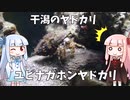 【干潟の生物】ユビナガホンヤドカリについて解説【VOICEROID解説】