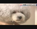 迷子犬救う「鼻認証」、健康管理も　リクルートOG開発