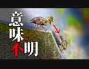 0608C①【なぜ…】奇跡の翌日カルガモ親子に何が…？飛び降り失敗雛を見た母の行動【野鳥撮影の日記と観察、解説】#カルガモ親子　#鴨 　#身近な生き物語