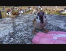 すずめと人の間合い 其の４