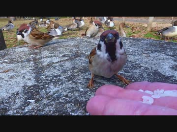 すずめと人の間合い 其の４