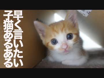 子猫5姉妹、ニューおもちゃで子猫あるある