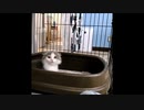 子猫に「きゅん」です (*'ω')っ♡)`ω'*)ﾑｷﾞｭ♥