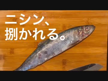 ニシン、捌かれる。