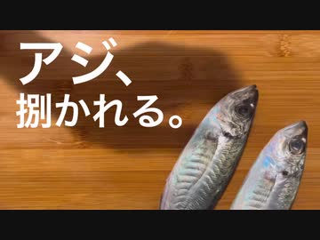 アジ、捌かれる。