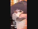 【 #フクロモモンガ 】初めての外出は動物病院！ #おはモモンガ #蜜袋鼯 #슈가글라이더 #フクモモ #sugerglider #モモンガ #shorts