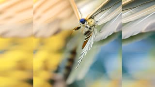 昆虫  Flight of Insects and Birds  虫 人工知能 芸 術