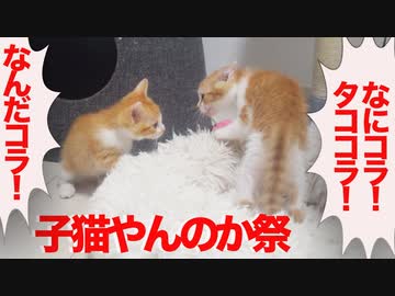 勃発！真夏の子猫やんのかステップ祭り