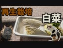 【白菜】ふぅとみーの再生栽培 #2