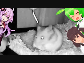 ハムスターを飼おう　その⑤【結月ゆかり/東北きりたん/ずんだもん】