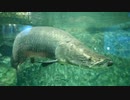 鳥羽水族館