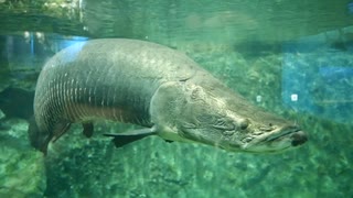 鳥羽水族館