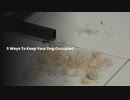 5 Ways To Keep Your Dog Occupied