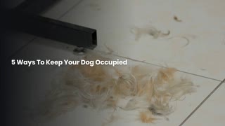 5 Ways To Keep Your Dog Occupied