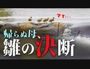 0608C②【帰らぬ母にヒナ決断】カルガモ親子、置き去りにされた赤ちゃんカモが驚きの行動に。変な鳴き声とカッコ良すぎた初飛行【野鳥撮影の日記と観察、解説】#カルガモ親子　#雛 　#身近な生き物語