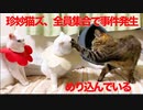猫型白たぬきの復帰時に事件発生！