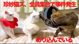 猫型白たぬきの復帰時に事件発生！