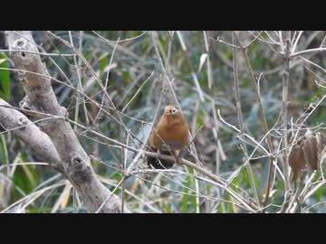 すごい鳴き声の鳥がいた