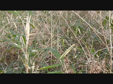 茂みの中から謎の鳴き声