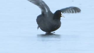 氷で滑る動物が辿り着いた境地