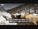 トルコ・シリア地震 　動物達は大きな揺れを予知していたのか　