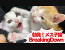 勃発！メス子猫たちの膝上BreakingDown