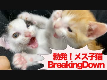 勃発！メス子猫たちの膝上BreakingDown