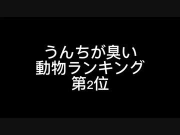 うんちが臭い動物ランキング第2位
