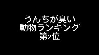 うんちが臭い動物ランキング第2位