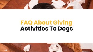 FAQ About Giving Activities To Dogs