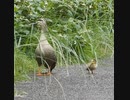 付いてこれない雛鳥9羽を見捨てる決断をした母鳥【カルガモ親子ヒナ3日目】Gb組