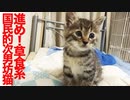 草食系控えめ次男坊猫、甘えアピールに成功するも…
