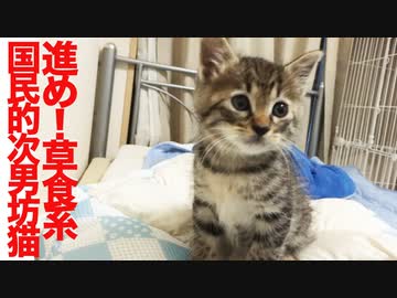 草食系控えめ次男坊猫、甘えアピールに成功するも…