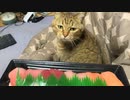 猫もスシローを救いたい